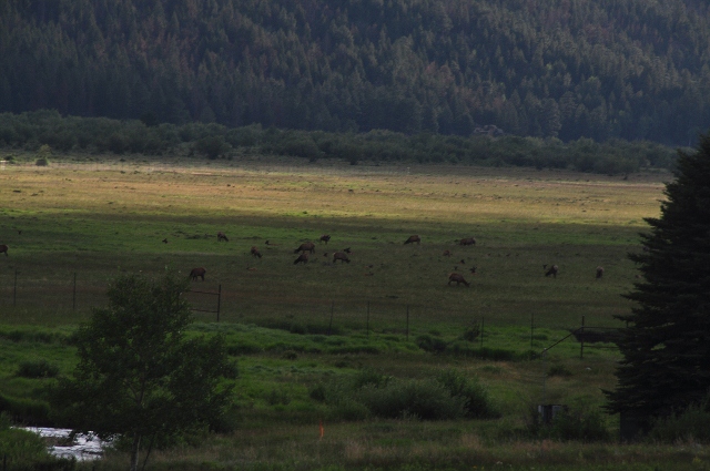 elk in a meadow at Moraine Park